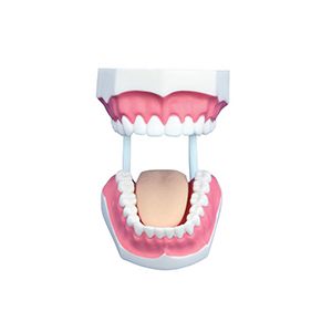 Small Dental Care Model (32teeth)